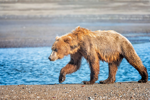 Brown Bear - Alaska