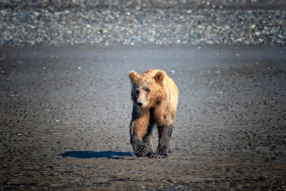 Brown Bear - Alaska