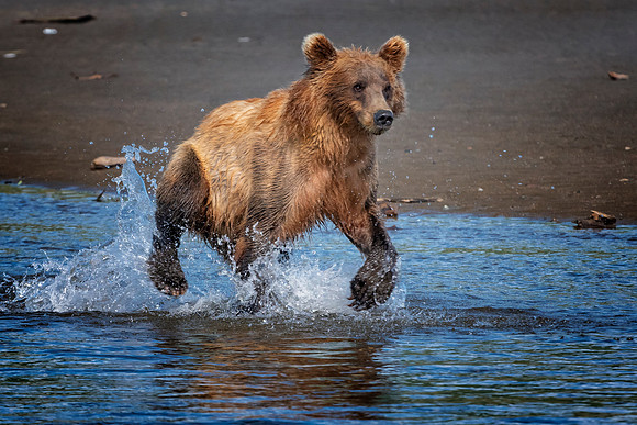 Brown Bear - Alaska