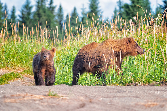 Brown Bear - Alaska