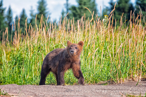 Brown Bear - Alaska