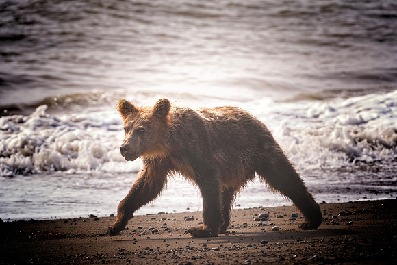 Brown Bear - Alaska