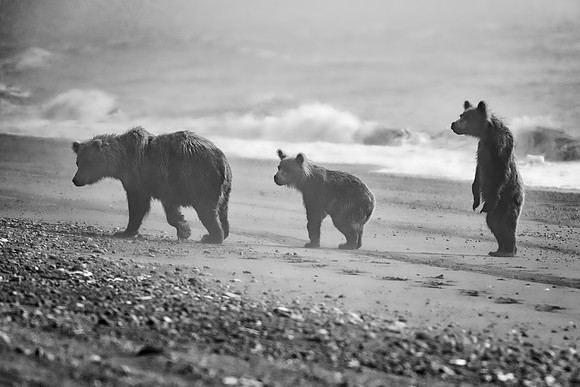 Brown Bear - Alaska