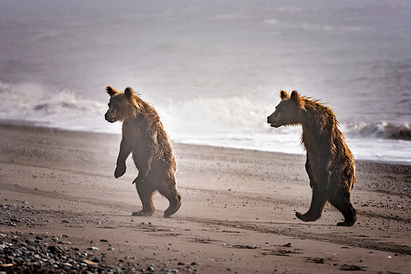Brown Bear - Alaska