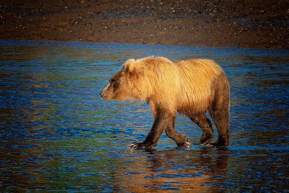 Brown Bear - Alaska