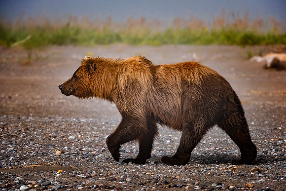 Brown Bear - Alaska