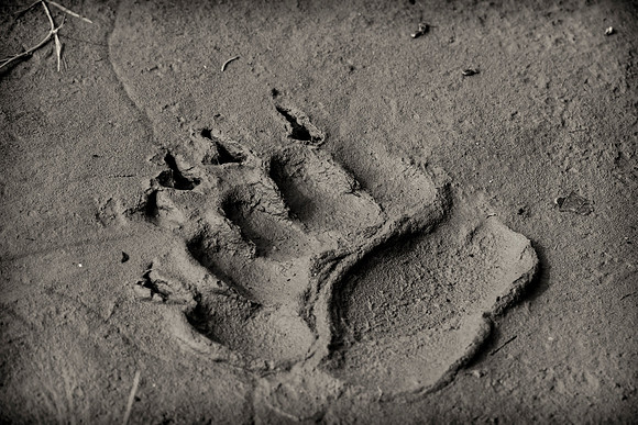 Grizzly's Signature