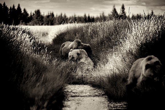 Brown Bear - Alaska