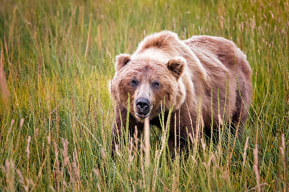 Brown Bear - Alaska