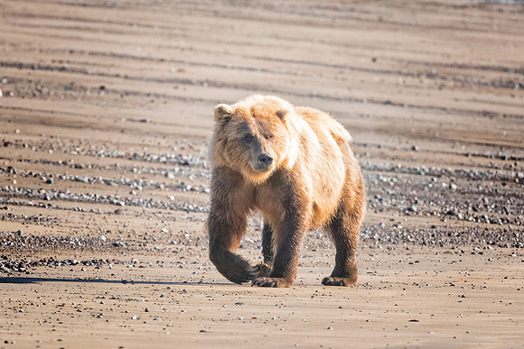 Brown Bear - Alaska