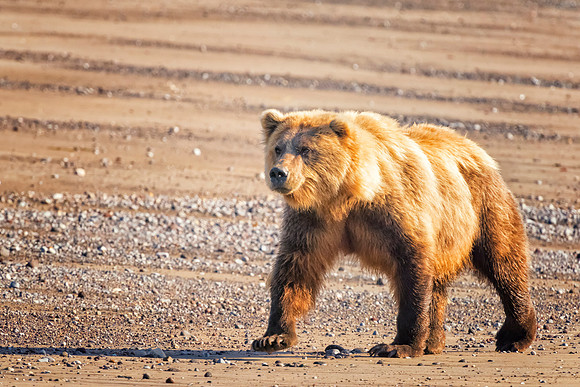 Brown Bear - Alaska