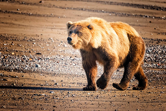 Brown Bear - Alaska