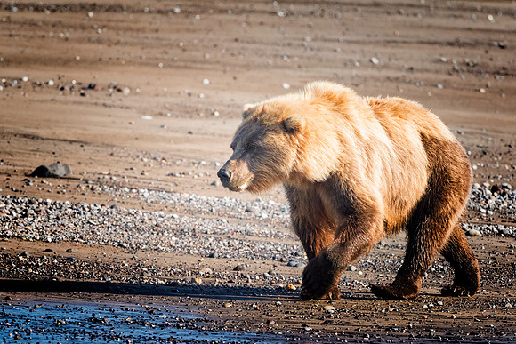 Brown Bear - Alaska
