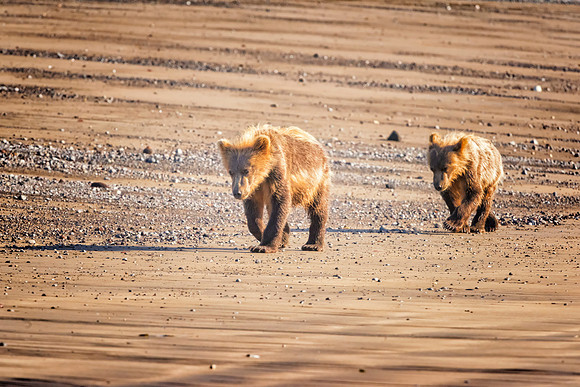 Brown Bear - Alaska