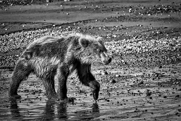 Brown Bear - Alaska