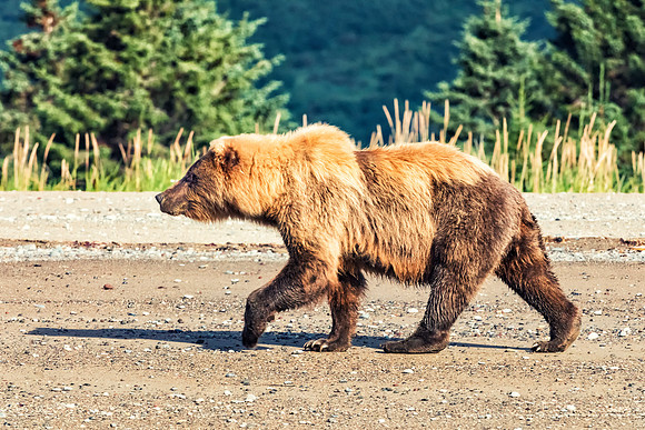 Brown Bear - Alaska