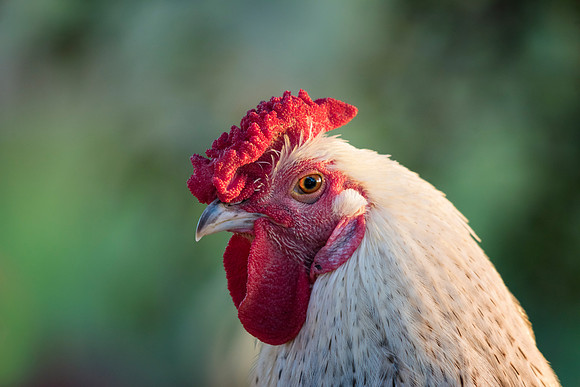 Rooster