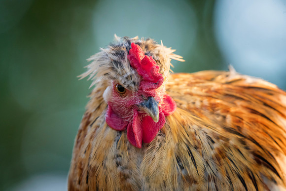 Rooster