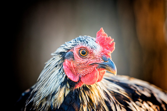 Rooster