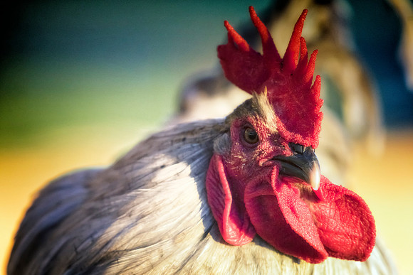 Rooster