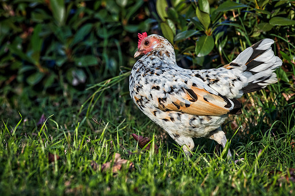 Small Hen