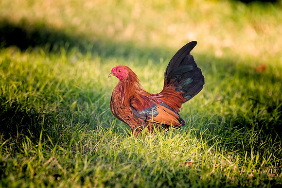 Small Rooster