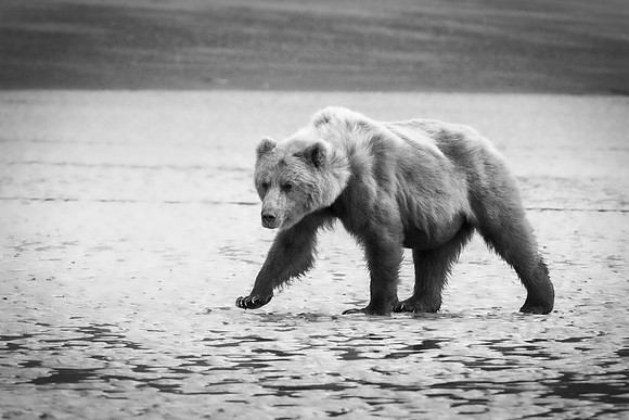 Brown Bear - Alaska