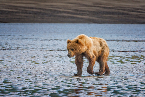 Brown Bear - Alaska