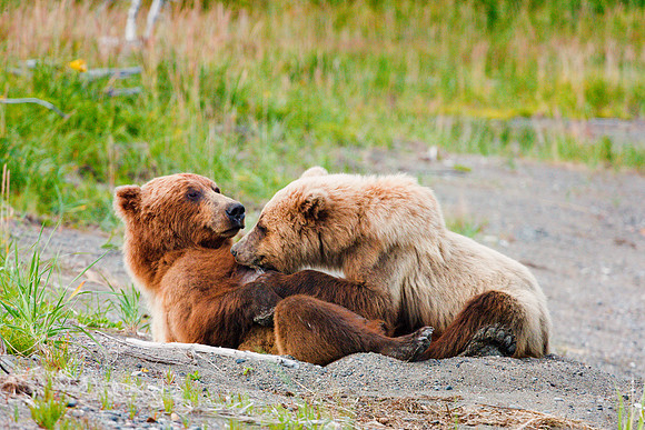 Brown Bear - Alaska