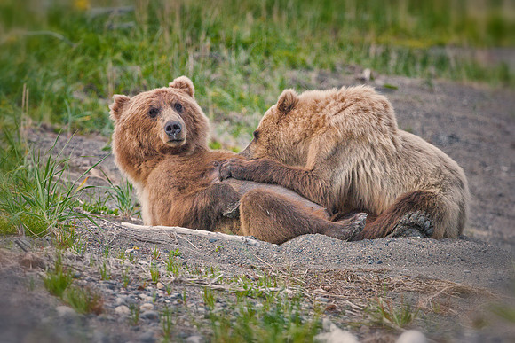 Brown Bear - Alaska