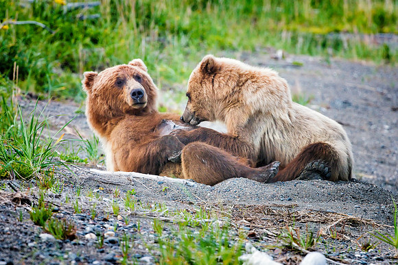 Brown Bear - Alaska