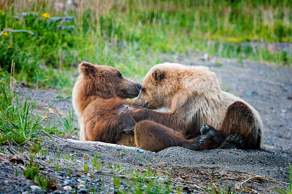 Brown Bear - Alaska