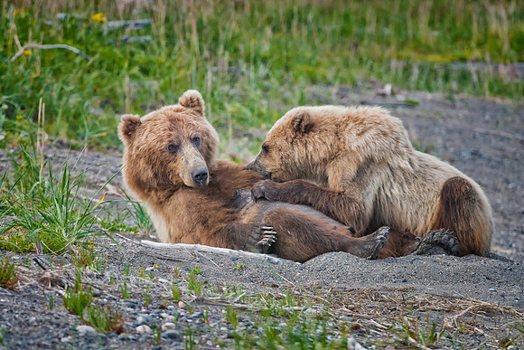 Brown Bear - Alaska