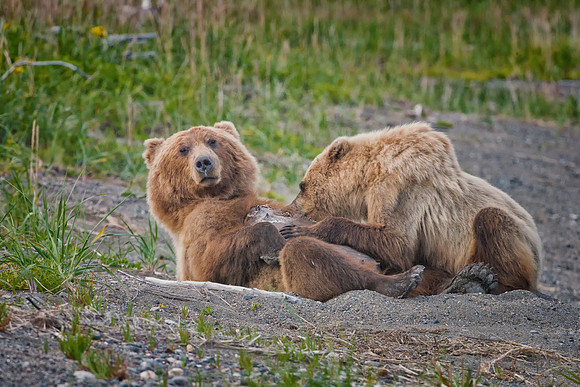 Brown Bear - Alaska