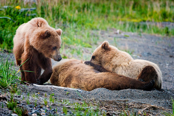Brown Bear - Alaska