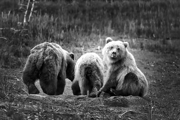Brown Bear - Alaska