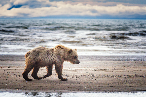 Brown Bear - Alaska