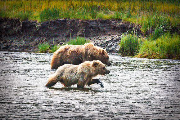 Brown Bear - Alaska