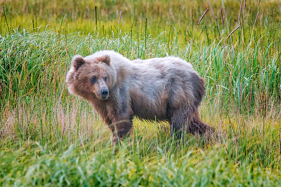 Brown Bear - Alaska