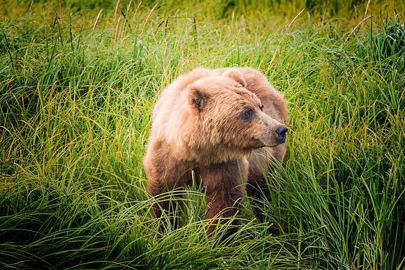 Brown Bear - Alaska