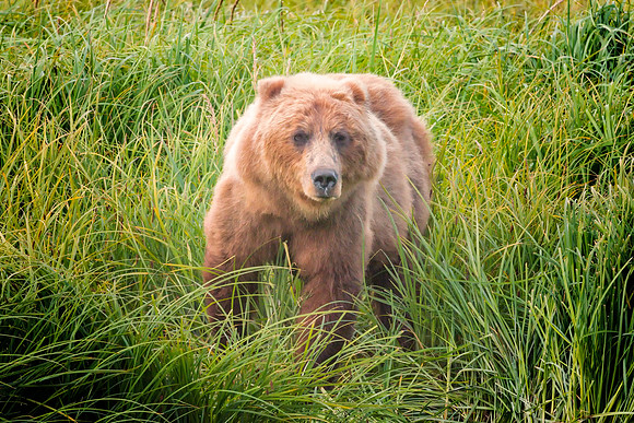 Brown Bear - Alaska