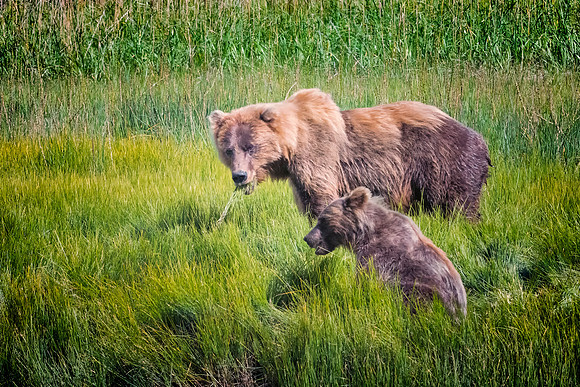 Brown Bear - Alaska