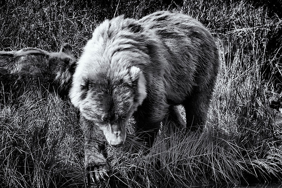 Brown Bear - Alaska