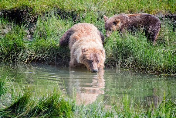 Brown Bear - Alaska