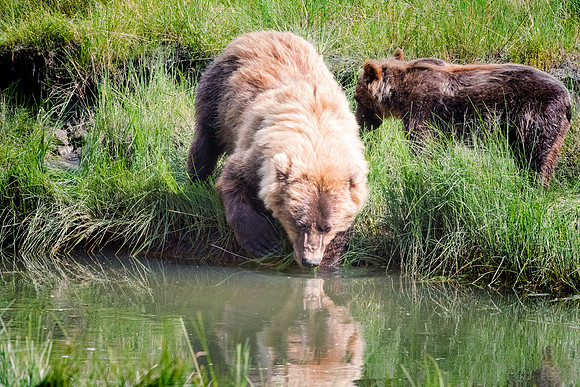 Brown Bear - Alaska
