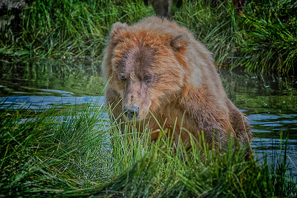 Brown Bear - Alaska