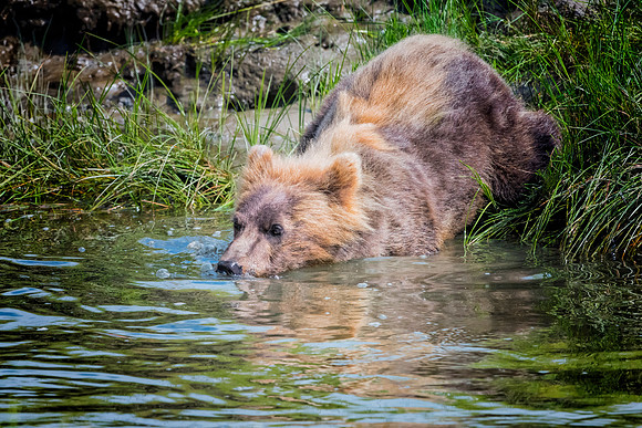 Brown Bear - Alaska