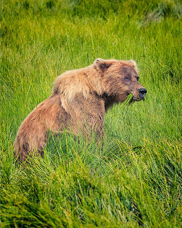 Brown Bear - Alaska