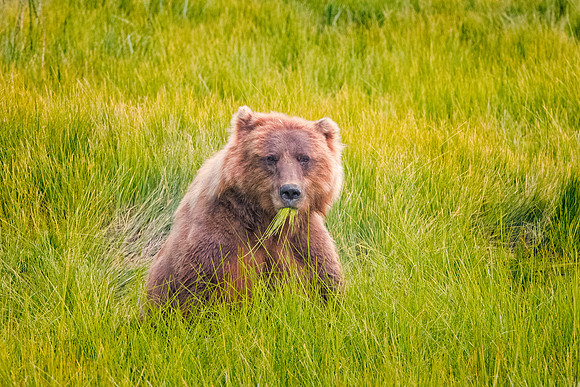 Brown Bear - Alaska