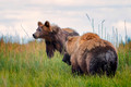 Bears, Coyotes & Wolves